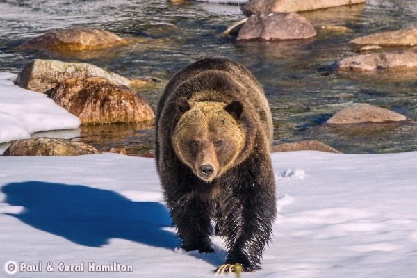 Jasper Wildlife During November